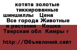 котята золотые тиккированные шиншиллы › Цена ­ 8 000 - Все города Животные и растения » Кошки   . Тверская обл.,Кимры г.